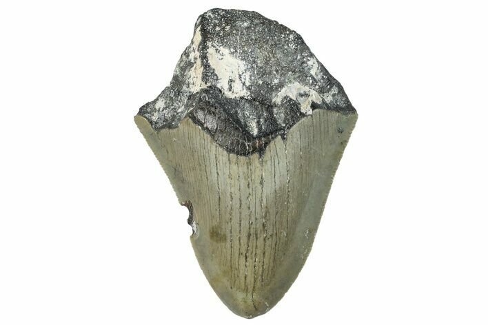 Bargain, Fossil Megalodon Tooth - Serrated Blade #295445